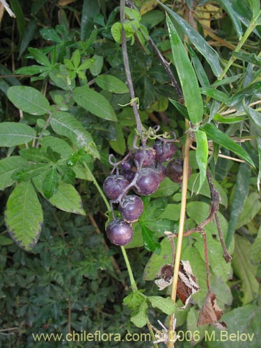 Imágen de Solanum sp. #2359 (). Haga un clic para aumentar parte de imágen.